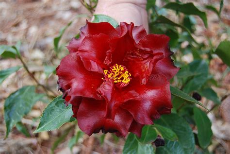 Dark magic camellia
